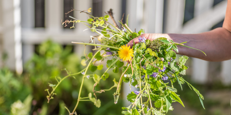 Three Weed Control Tips for a Beautiful, Healthy Garden