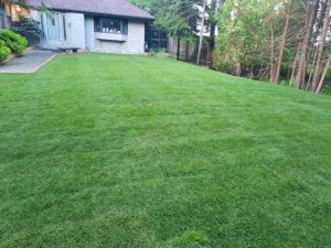 Reasons to Invest in Professional Lawn Care Services