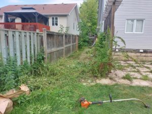 Professional Tips for Weed Control